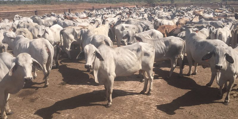 Cattle Audit – Twin Hill Aboriginal Corporation – Twin Hill Station 1